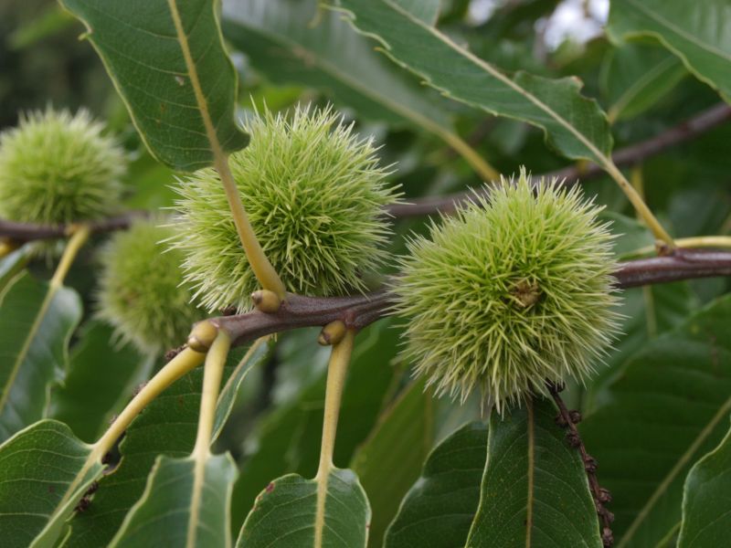 Tamme Kastanje Castanea Sativa